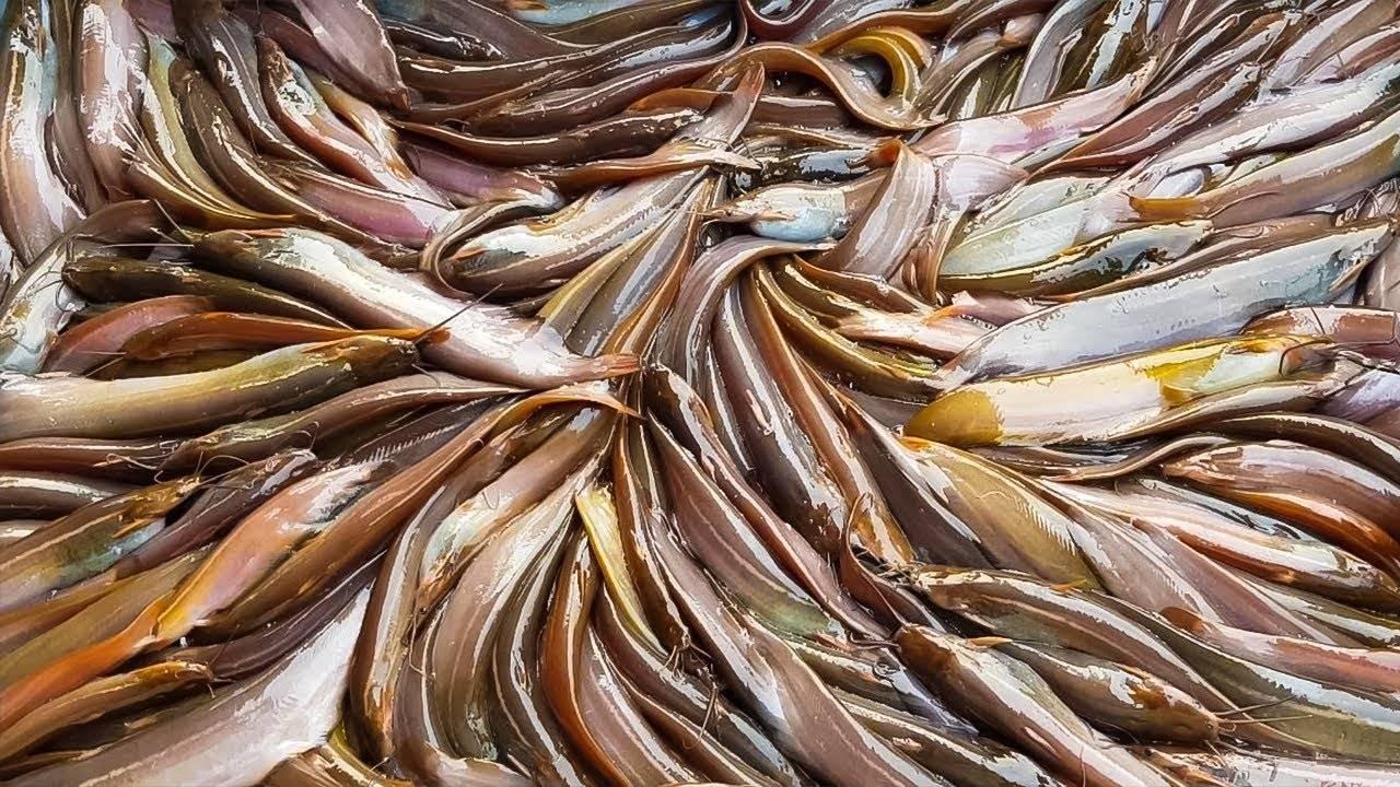 Fish Delivery Image
