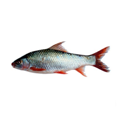 Mrigel