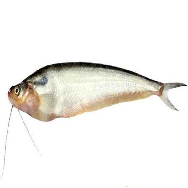 koi