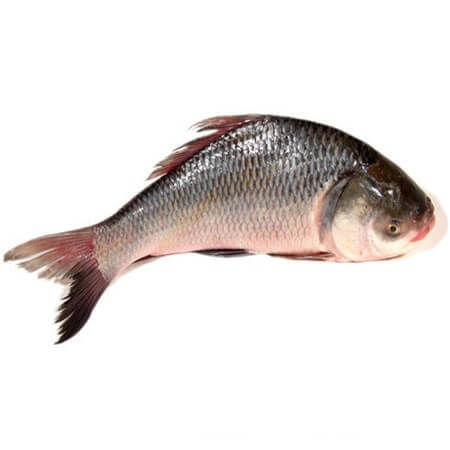 Catla