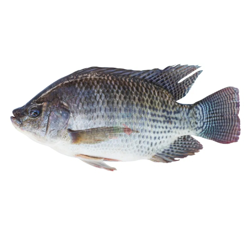 Tilapia