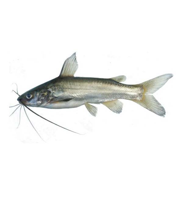 koi